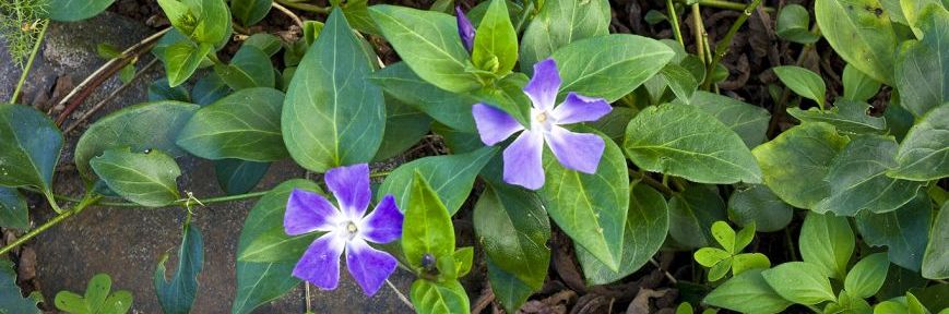 Flor de vinca
